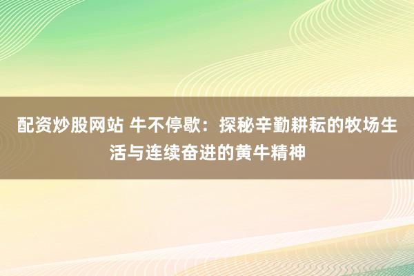 配资炒股网站 牛不停歇：探秘辛勤耕耘的牧场生活与连续奋进的黄牛精神